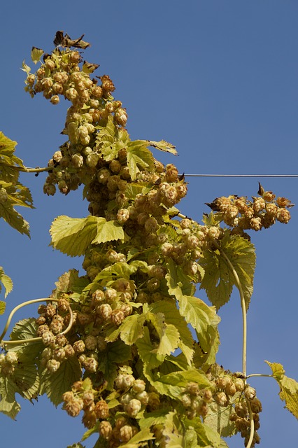 Hopfen