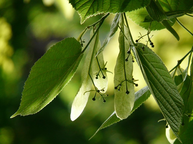 Lindenblüten