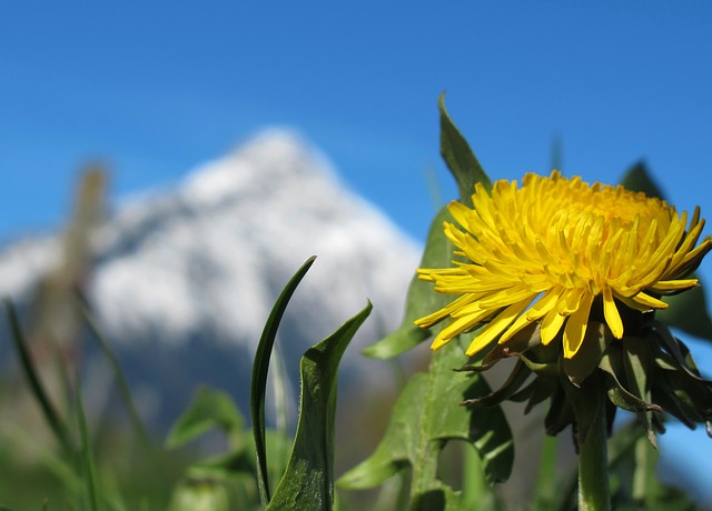 Löwenzhan bzw. auch Pusteblume