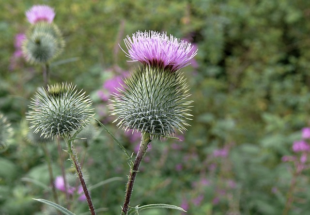 Mariendistel