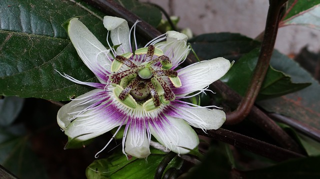 Passionsblume Frucht