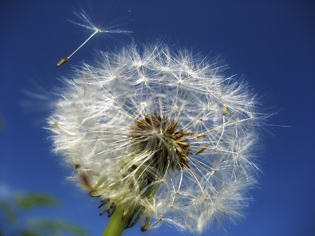 Löwenzahn bzw. Pusteblume