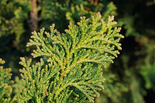 Thuja