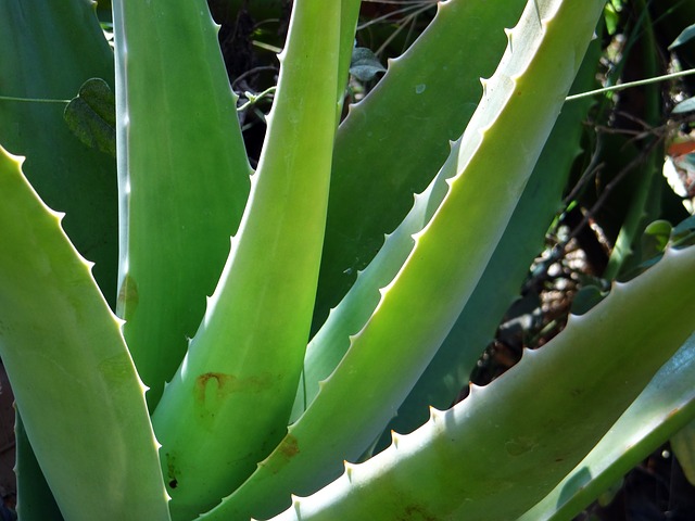 Aloe Pflanze