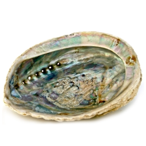 Abalone Muschel, L (Large)
