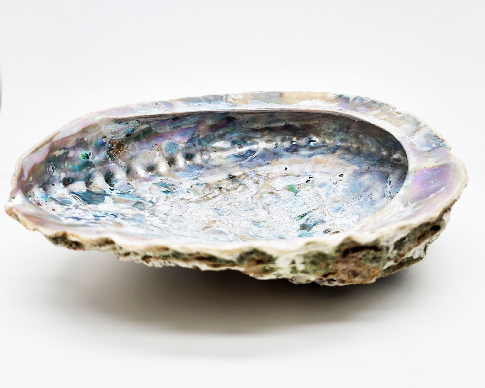 Abalone Muschel, XL