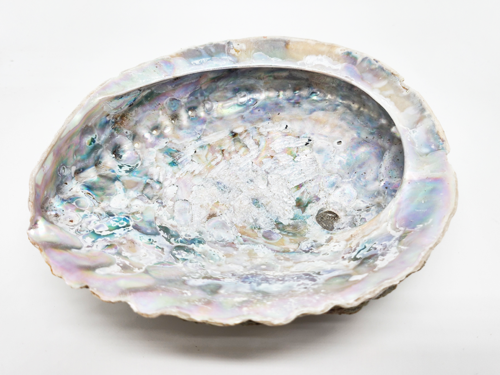 Abalone Muschel, XL