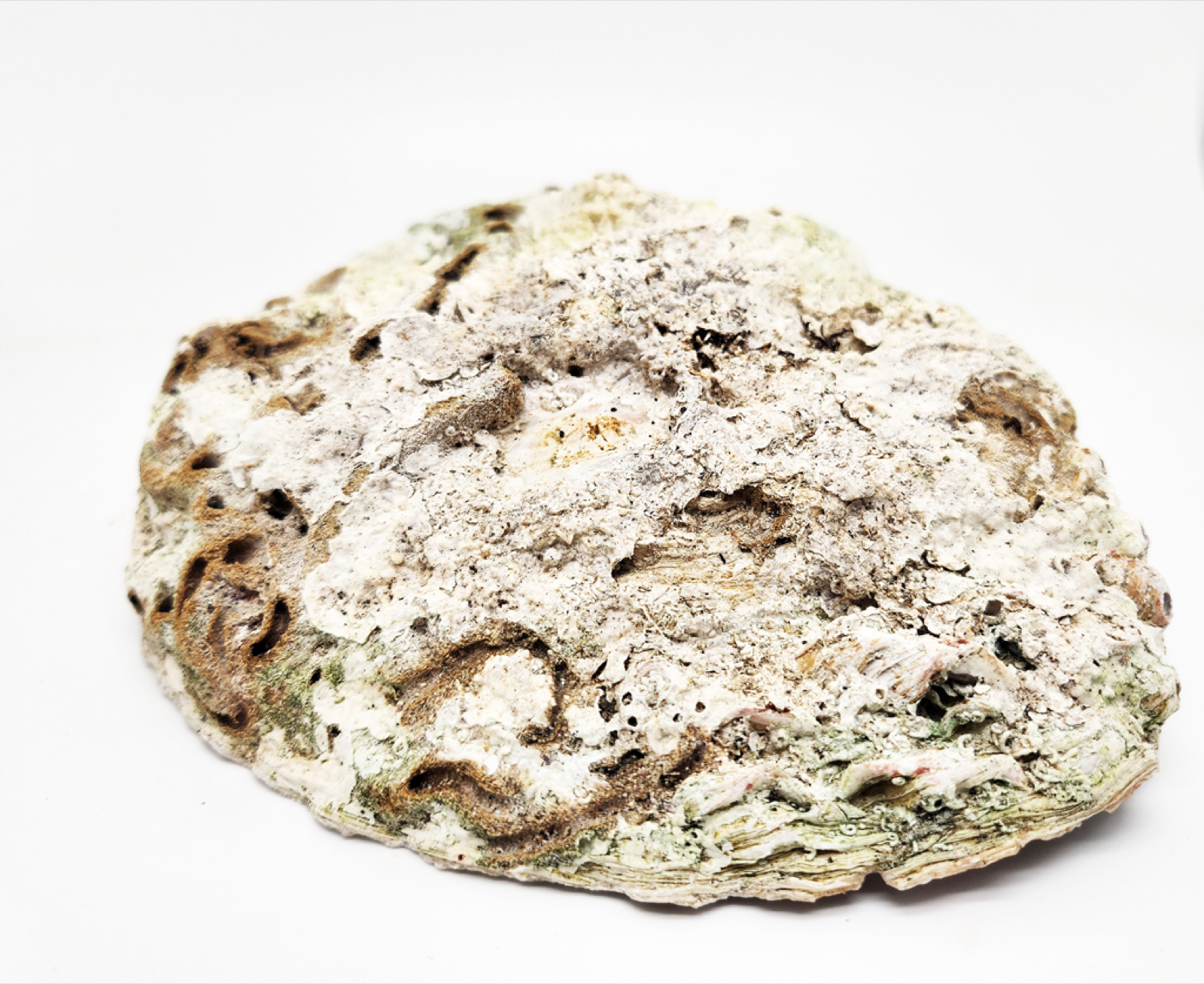 Abalone Muschel, XL