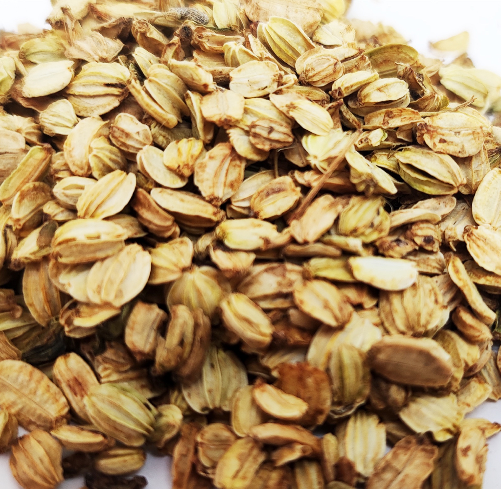 Whole Angelikasamen,