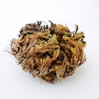 Rose von Jericho